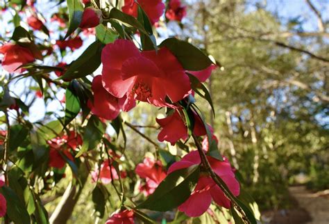 Camellia reticulata (To-tsubaki, Yennan Camellia) | North Carolina Extension Gardener Plant Toolbox