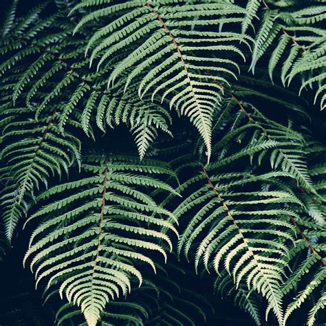 Green Fern Wallpaper - WallpaperSafari