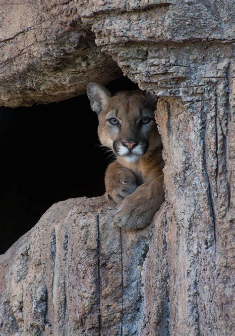 Mountain Lion in Cave Photograph by Michael Moriarty - Pixels