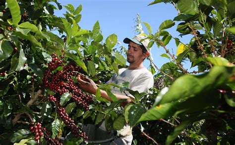 coffee hand picking | Nestlé Nespresso