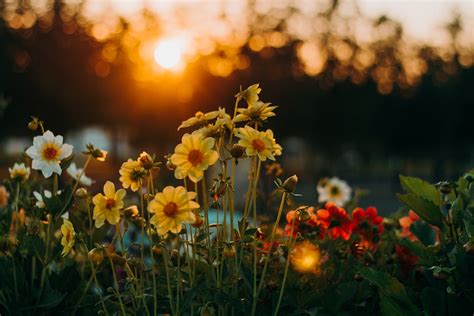 Flowers During Golden Hour · Free Stock Photo