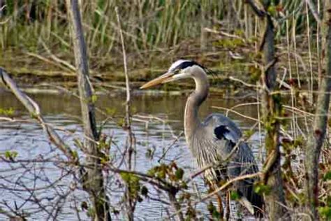 Great Blue Heron - Breeding Plumage