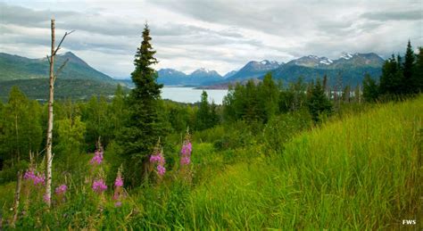 Kenai National Wildlife Refuge | National Wildlife Refuges