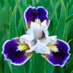 Buy Dwarf Bearded Iris Collection | Iris Bulbs | Breck's