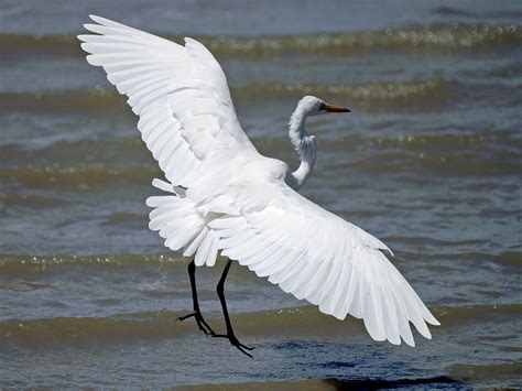 Flickriver: Photoset 'Ardeidae - Herons, Egrets and Bitterns' by David Cook Wildlife Photography