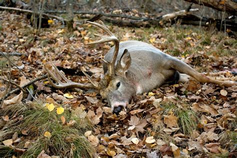 Zombie deer virus outbreak in America sparks fears the epidemic could spread to humans eating ...