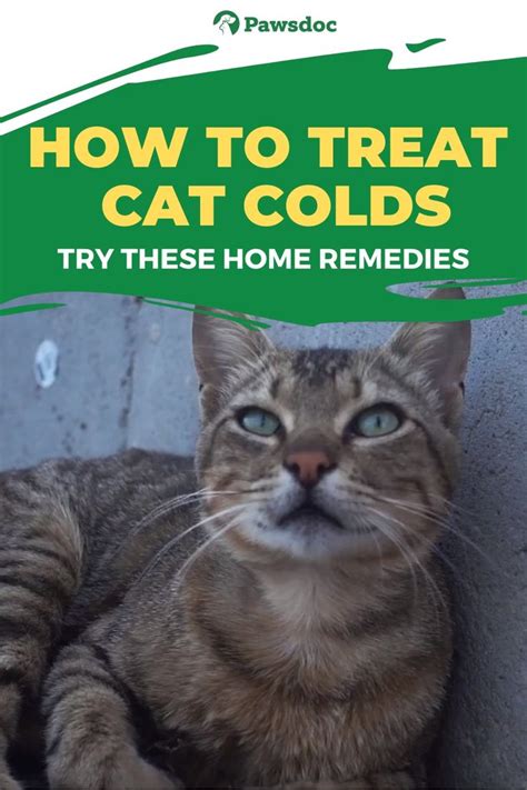 How To Deal With Cat Colds - Natural Remedies [Video] [Video] | Cat cold, Cat sneezing remedies ...