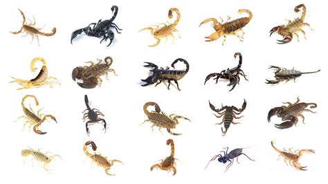 Types of Scorpions | Learn 20 Different Types of Scorpions In English | Scorpion Species Names ...