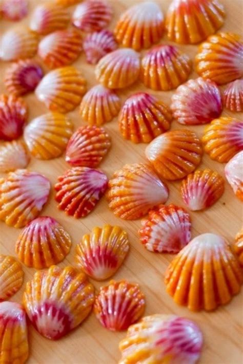 Shell, A Gift From the Sea - 40 Wondrous Pictures - Bored Art