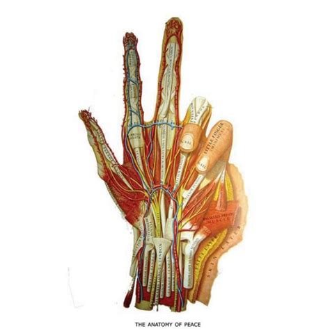 Hand of Benediction - Median nerve palsy. The problem is not in the ...