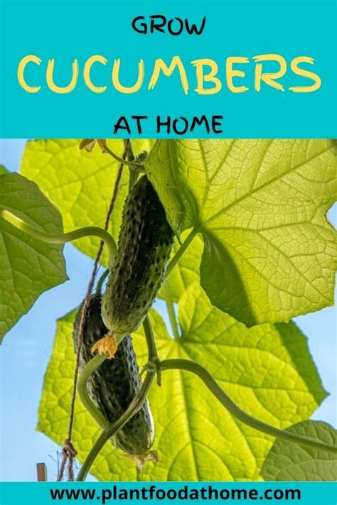 How to Grow Cucumbers: Planting, Growing and Harvesting | Growing cucumbers, Burpless cucumber ...