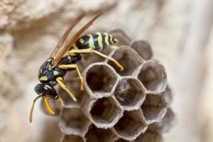 Paper Wasp Removal | Animal Control Specialists