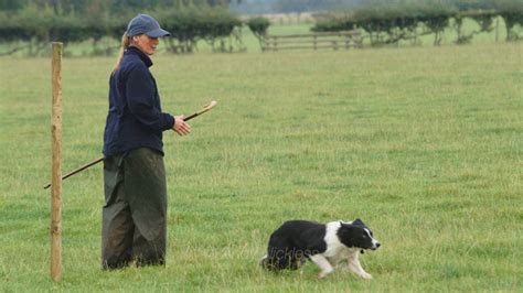 Sheepdog Training 31 - Sheepdog trials