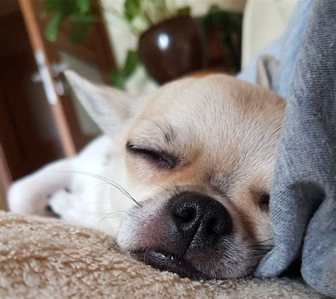 Sleeping chihuahua | Chihuahua puppies, Cute puppies, Chihuahua love