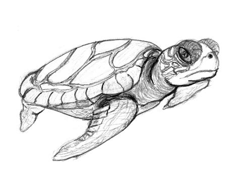 Baby Sea Turtle Drawing at GetDrawings | Free download