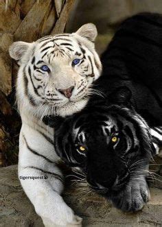 Black tiger cub rare