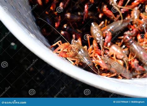 Crawfish Pot and Boil on a Sunny Day Stock Photo - Image of louisiana, creole: 222799664