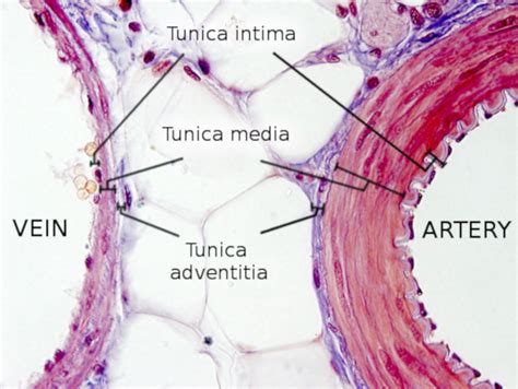 Arteries And Veins Histology