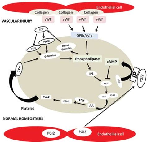 Role of Cyclooxygenase Pathway and Risk Associated with Non-Steroidal ...