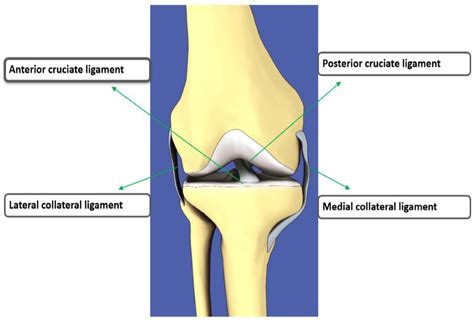 Cruciform Ligament