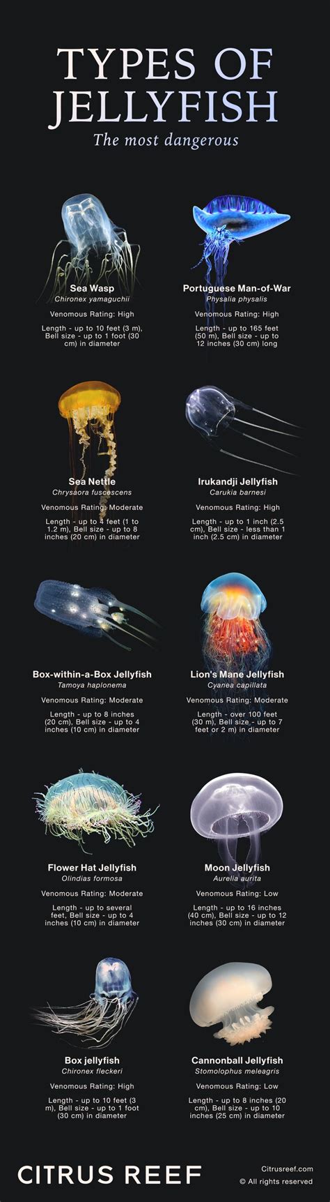 17 Types of Jellyfish: From Dangerous Stingers to Harmless Drifters in 2023 | Types of jellyfish ...