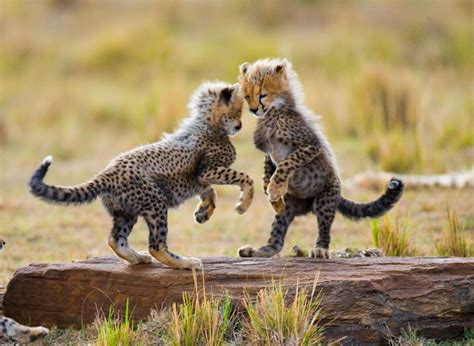 Playful Cheetah cubs | Baby cheetahs, Cheetah cubs, Baby animals funny