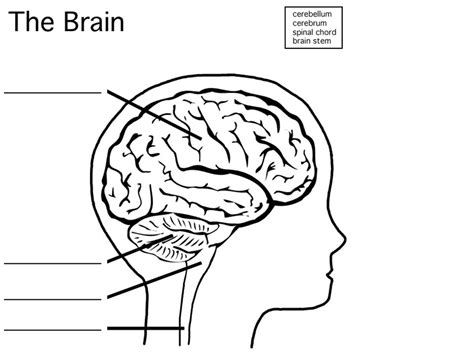 31 Blank Diagram Of The Brain - Wire Diagram Source Information