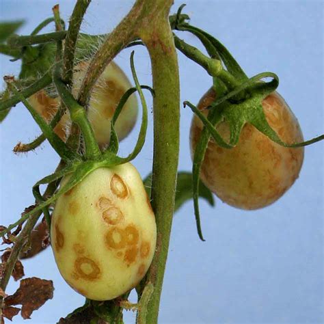 Thrips-transmitted Viruses Infect a Number of Florida Crops | Panhandle Agriculture