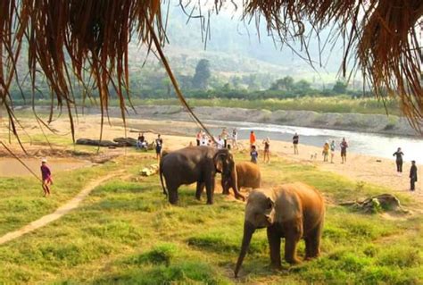 A Tour of Elephant Nature Park, Thailand