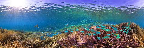 Coral Reef Fish Symbiosis 360 Panorama | 360Cities