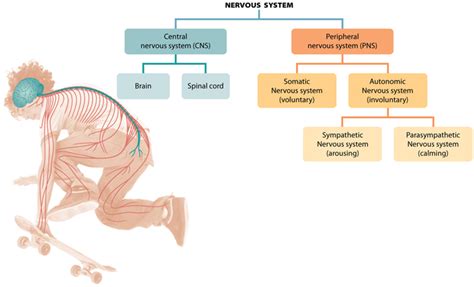 The Biology of Behavior