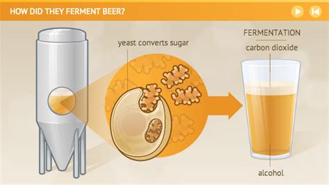 Yeast Fermentation