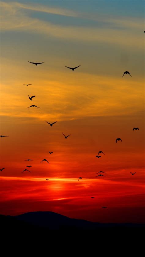 1080x1920 Birds Flying Towards Sunset 4k 5k Iphone 7,6s,6 Plus, Pixel xl ,One Plus 3,3t,5 ,HD 4k ...