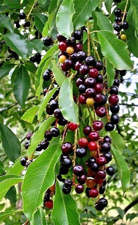 WILD BLACK CHERRY TREES PRUNUS SEROTINA EDIBLE FRUIT 2 LIVE PLANTS ...