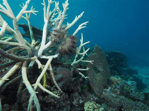 The race to stop crown-of-thorns starfish destroying the Great Barrier ...