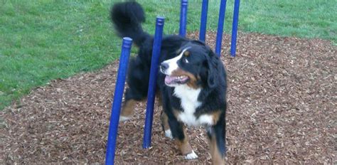 Dog Park Equipment - General Recreation Inc