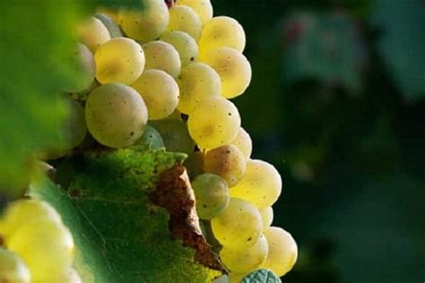 Aligote grapes: description and characteristics of the variety, pros ...