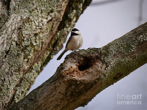 Black-Capped Chickadee Nesting Photograph by Rachel Morrison