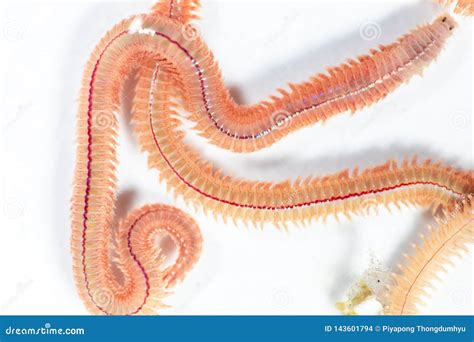 Sand Worm Perinereis Sp. is the Same Species As Sea Worms Polychaete ...