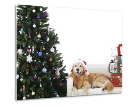 Golden Retriever by Christmas Tree Photographic Print - AllPosters.co.uk