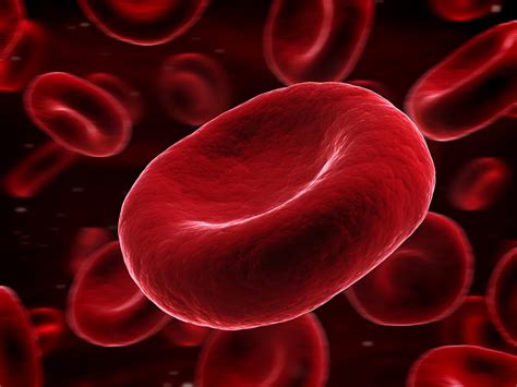 Picture of red blood cells