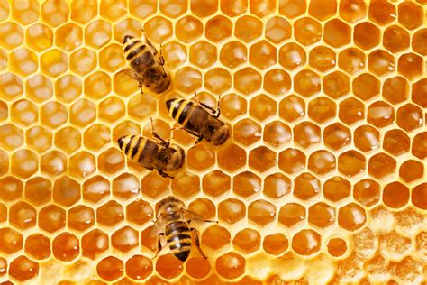 Here's all the buzz about honeybees | NewsBurrow