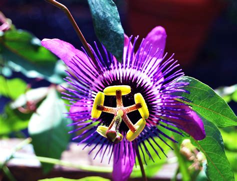 Flor de maracuya...Passion flower | Nate | Flickr