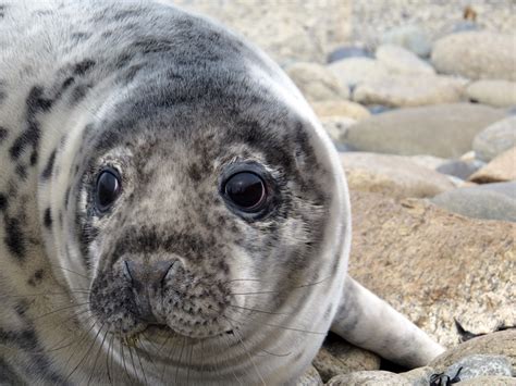 Gray Seal Pup by Sue Schubel | Audubon Project Puffin