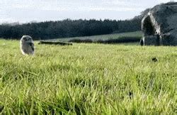 Owl Cute GIF - Owl Cute Adorable - Discover & Share GIFs