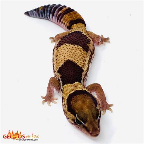 patterned fat tailed gecko for sale | Pattern fat tail geckos for sale online