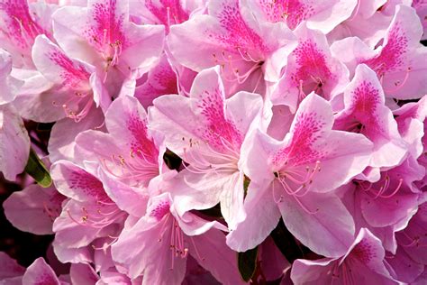 Hybrid Pink Azalea Free Stock Photo - Public Domain Pictures