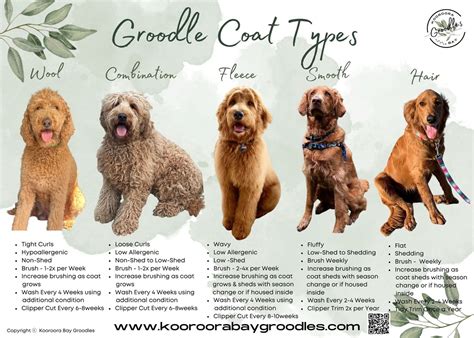 Groodle Coat Types — Kooroora Bay Groodles