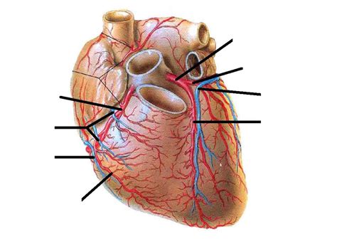 Coronary Arteries and Veins Diagram | Quizlet