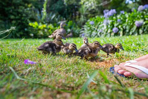 Katikati Bird Gardens | Tauranga, New Zealand - Let's Be Explorers